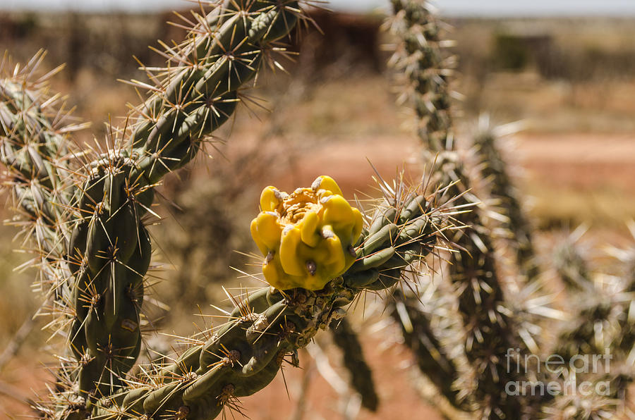 Cholla Cactus Flower New Mexico Photograph by Deborah Smolinske