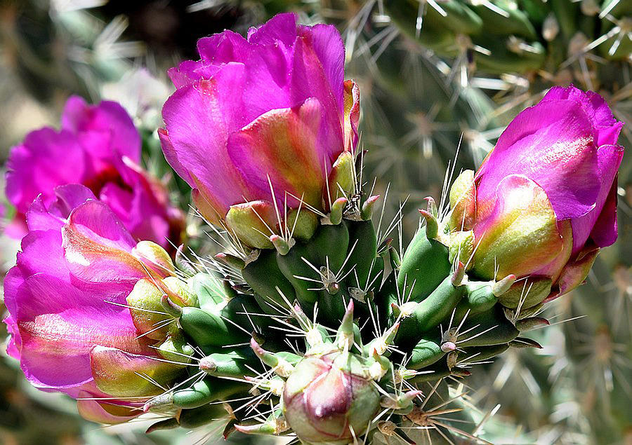 Cholla Cactus Flowers Photograph by Barbara Milton