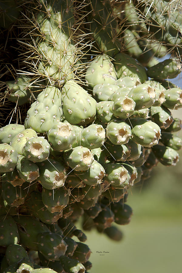 Cholla Cactus Fruit Photograph by Phyllis Denton