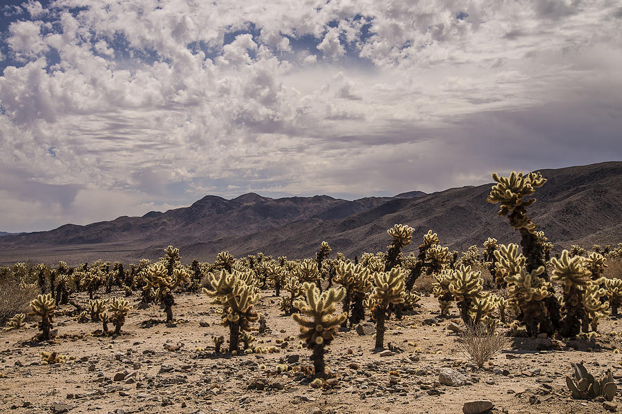 Cholla Cactus Garden Photograph by Lee Kirchhevel