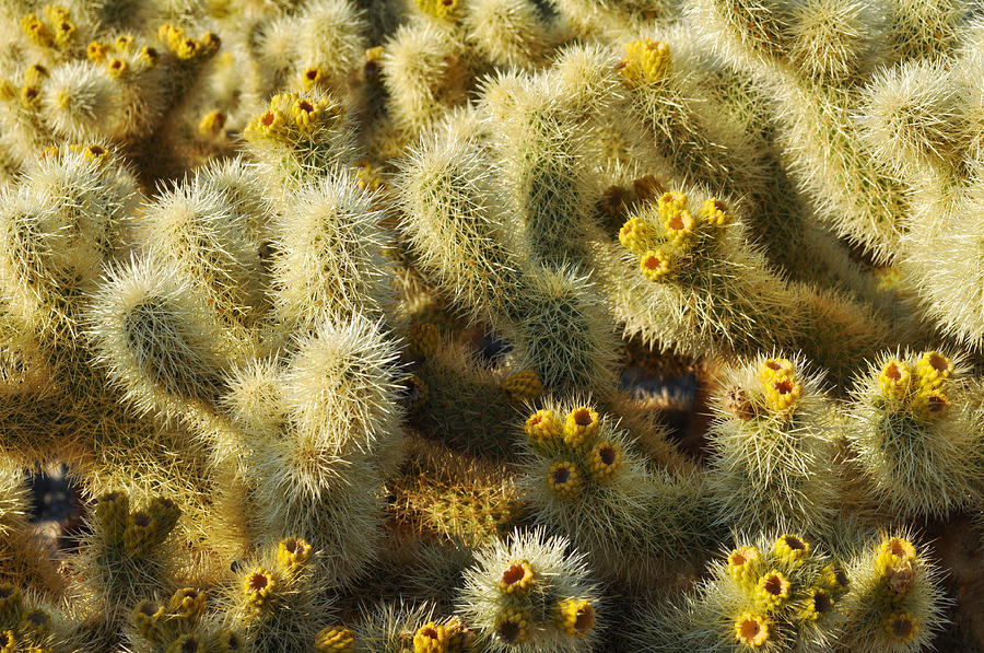 Cholla Cactus Garden Mirage Photograph by Kyle Hanson
