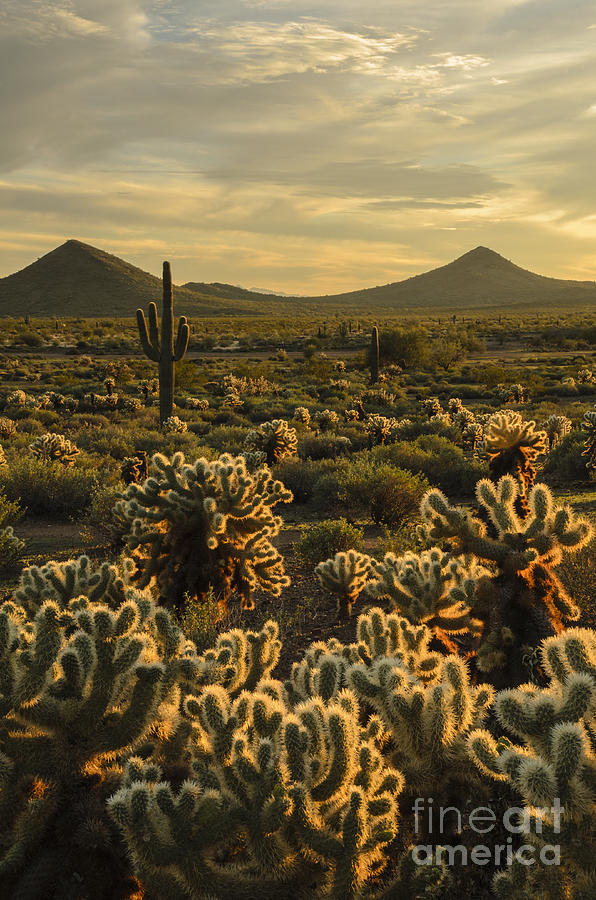 Cholla Cactus Golden Hour Photograph by Tamara Becker