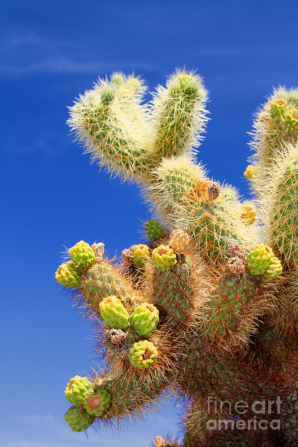 Cholla Cactus I By Diana Sainz Photograph