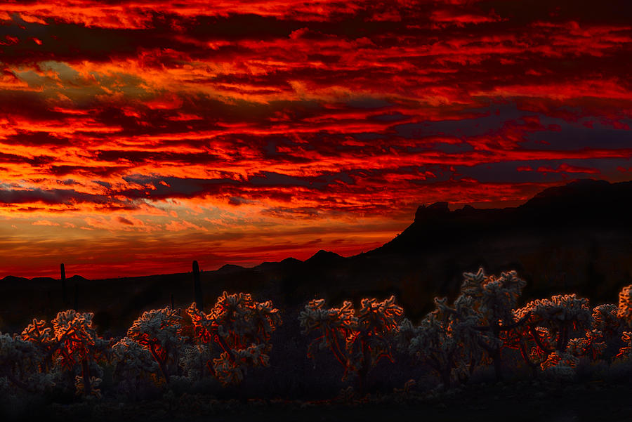Cholla Cactus on Fire Photograph by Walt Sterneman