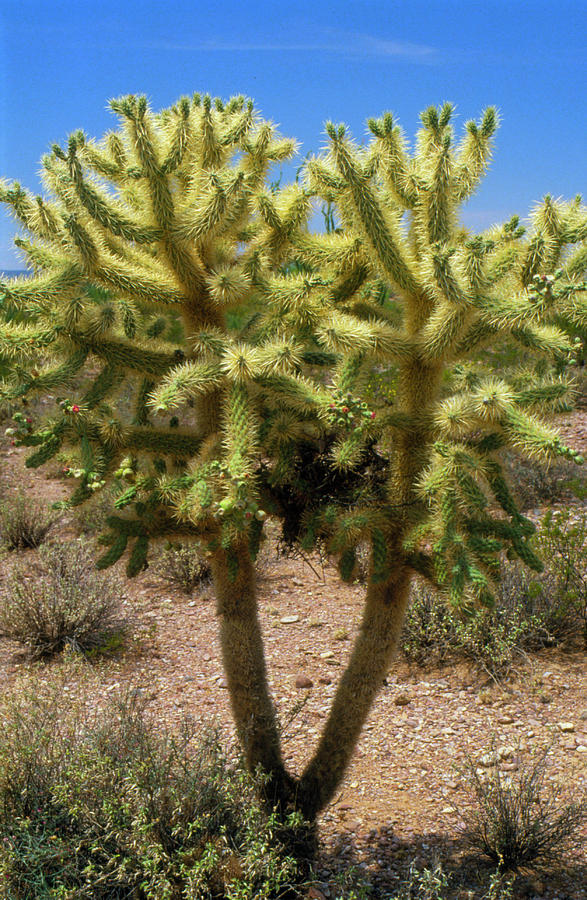 Cholla Cactus Plant Photograph by David Parker/science Photo Library ...