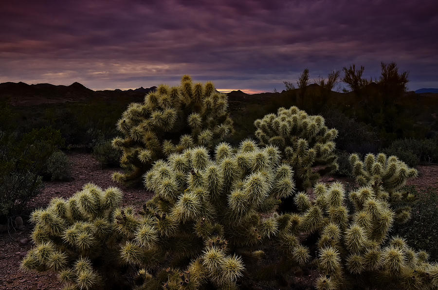 Sunset Photograph - Cholla Cactus Sunset by Saija Lehtonen