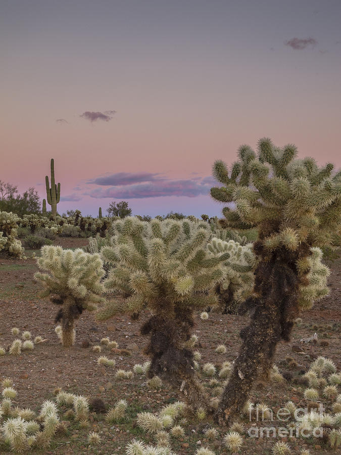 Cholla Cactus Sunset Photograph by Tamara Becker