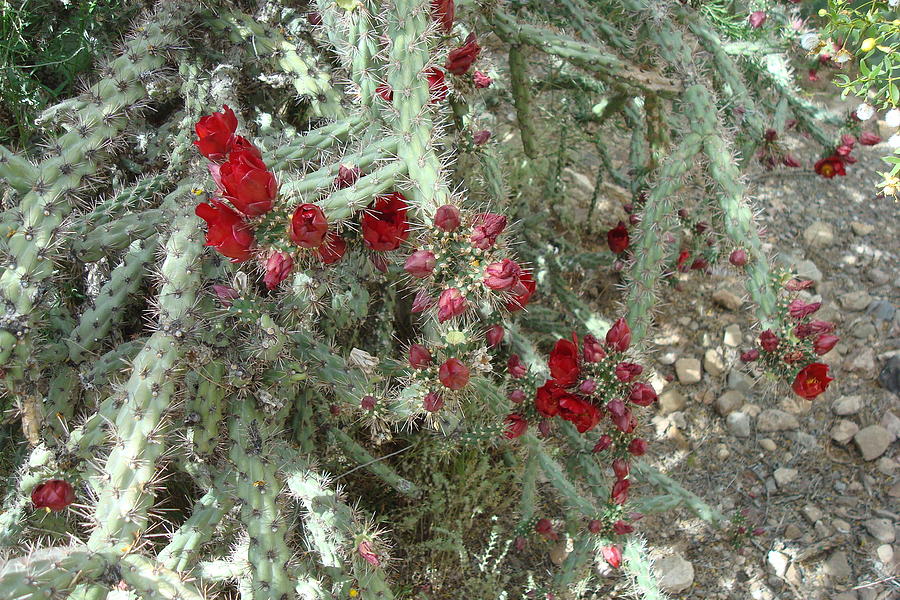 Cholla in Bloom Photograph by Susan Woodward