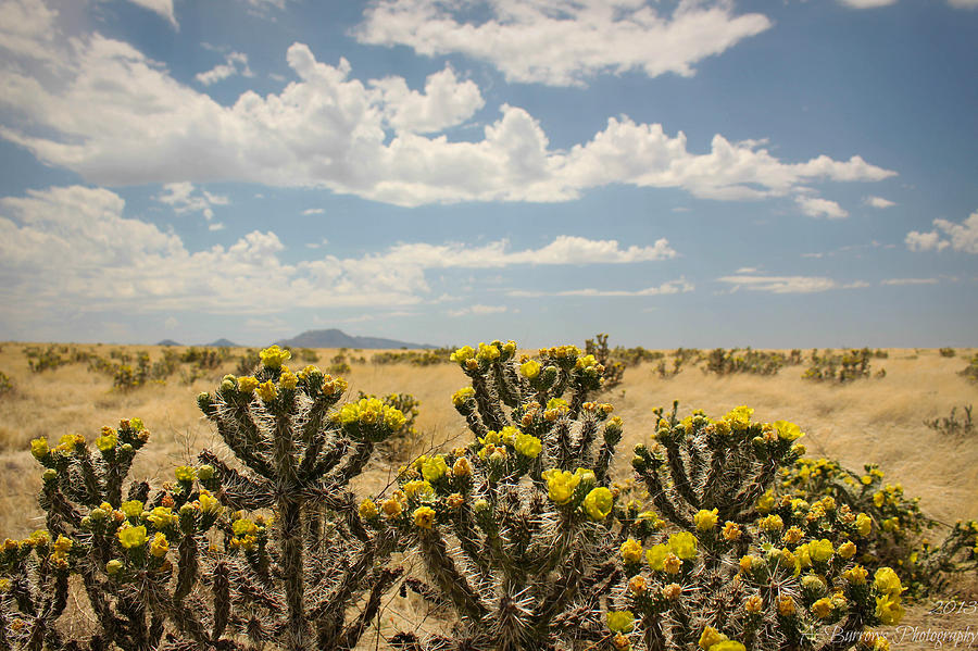 Cholla Summer Skies Photograph by Aaron Burrows - Pixels