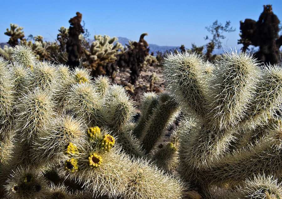 Cholla Up Close Photograph by Sandra Selle Rodriguez