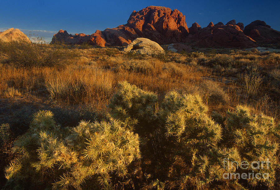 Cholla Valley Of Fire State Park Nevada Photograph by Dave Welling