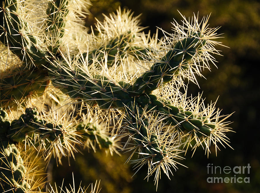 Chollo Cactus Photograph by Vivian Christopher