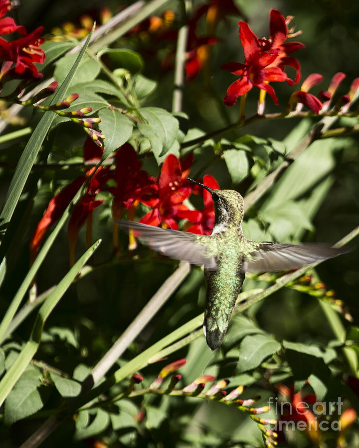 Hummingbird Photograph - Choosing the Right Blossom by Belinda Greb