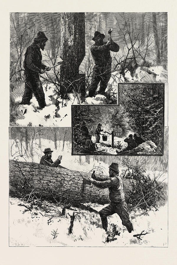 Chopping And Sawing, Lumbering, Canada Drawing by Canadian School