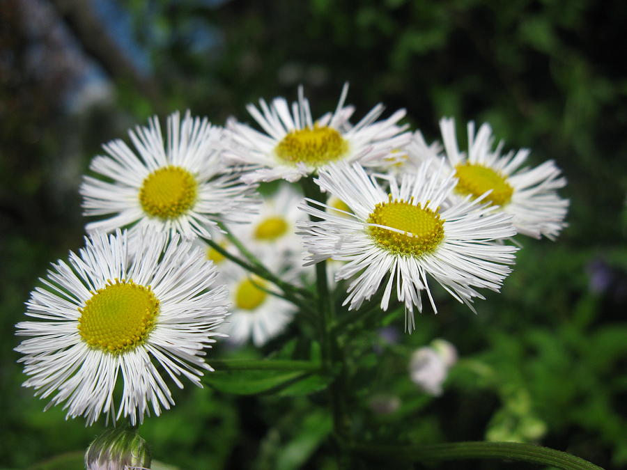 Chorus of Daisies Photograph by Beth Warnock - Fine Art America