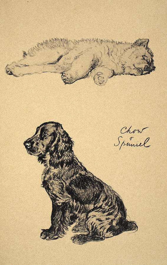 Dog Drawing - Chow And Spaniel, 1930, Illustrations by Cecil Charles Windsor Aldin