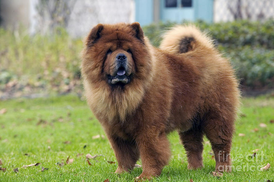 Chow Chow Photograph by Jean-Michel Labat