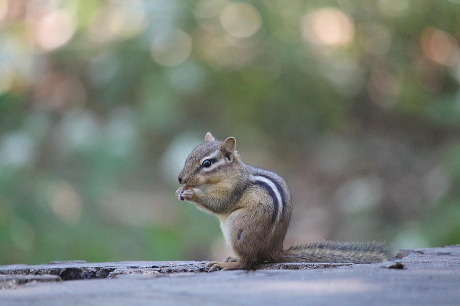 Chowing Chipmunk Photograph by Denise Cicchella