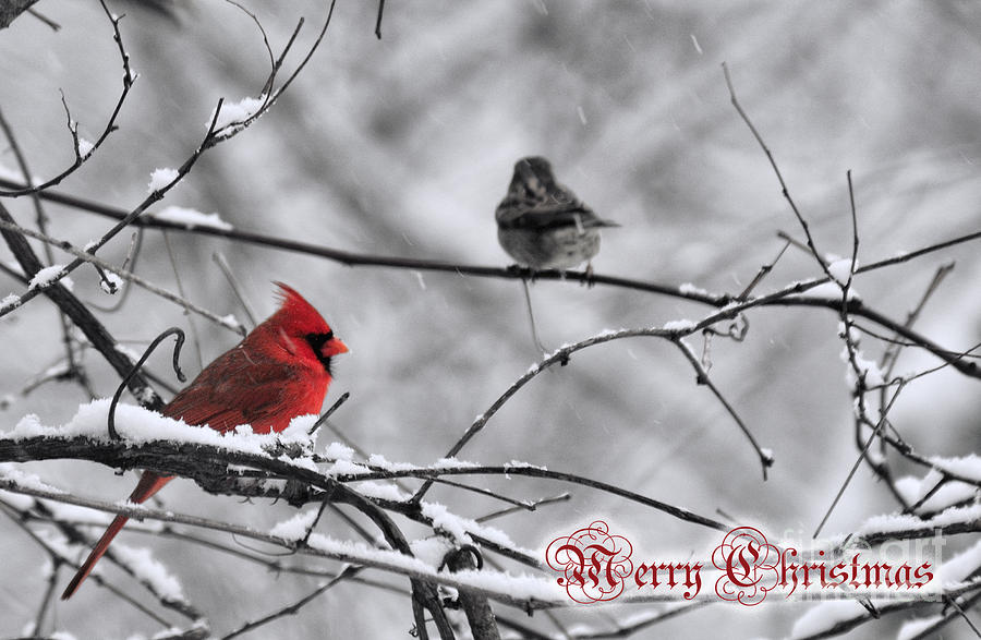 Christmas Photograph - Chrismas Cardinal by David Arment
