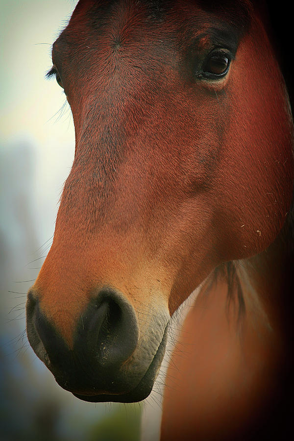 Chriss Roan Horse Photograph by Mandy Mcarthur