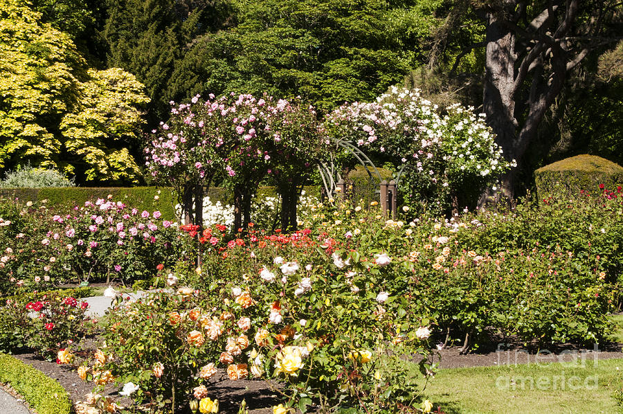Christchurch Botanical Gardens Photograph by Bob Phillips