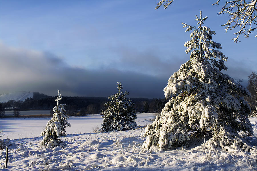Christmas Photograph - Christmas And Winter Landscape by Christian Lagereek
