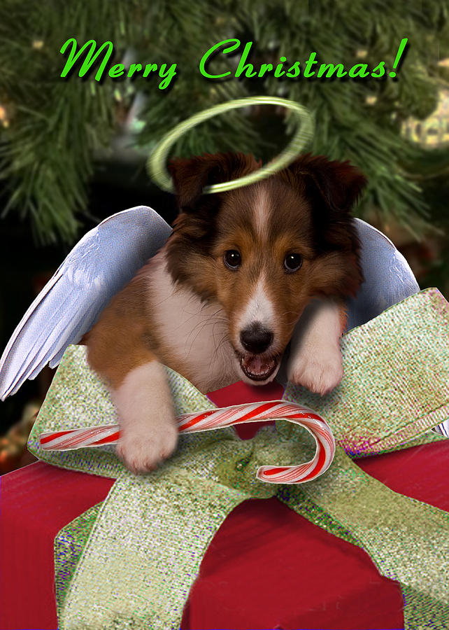 Christmas Photograph - Christmas Angel Sheltie by Jeanette K