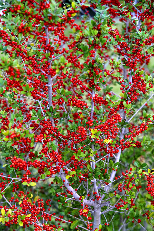 Christmas Berries Photograph by Linda Phelps