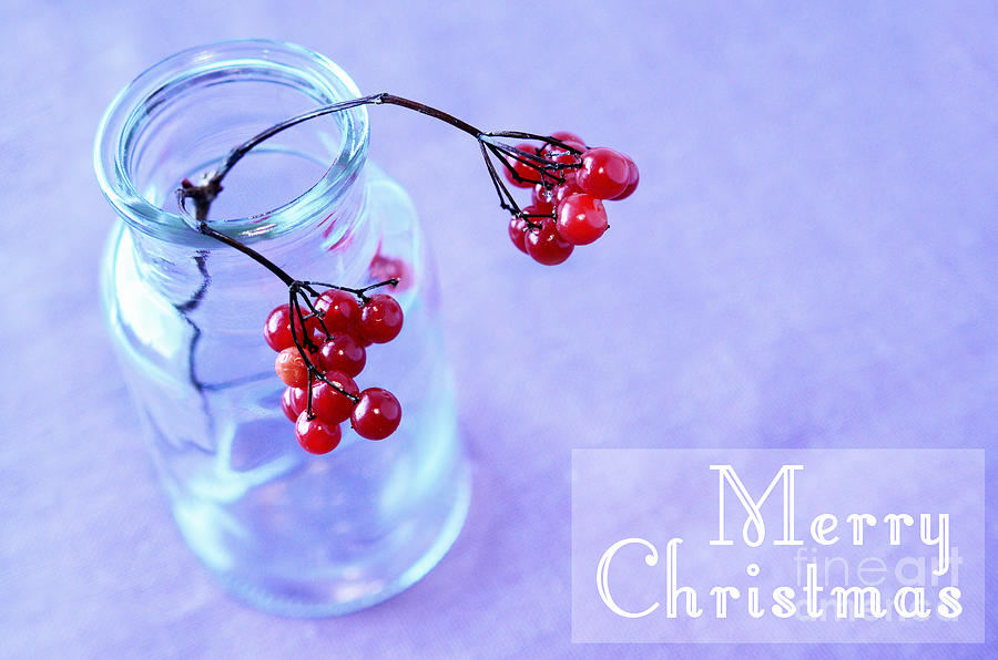 Christmas Berries Photograph by Sabine Jacobs