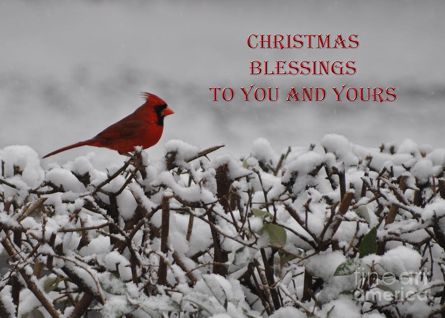 Christmas Blessings Photograph by Lydia Holly