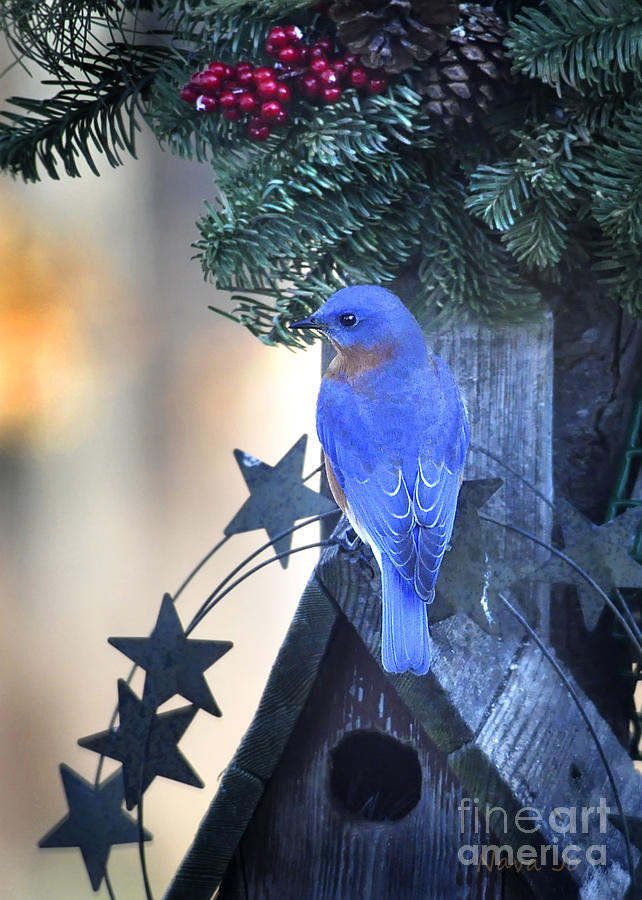 Nature Photograph - Christmas Bluebird by Nava Thompson