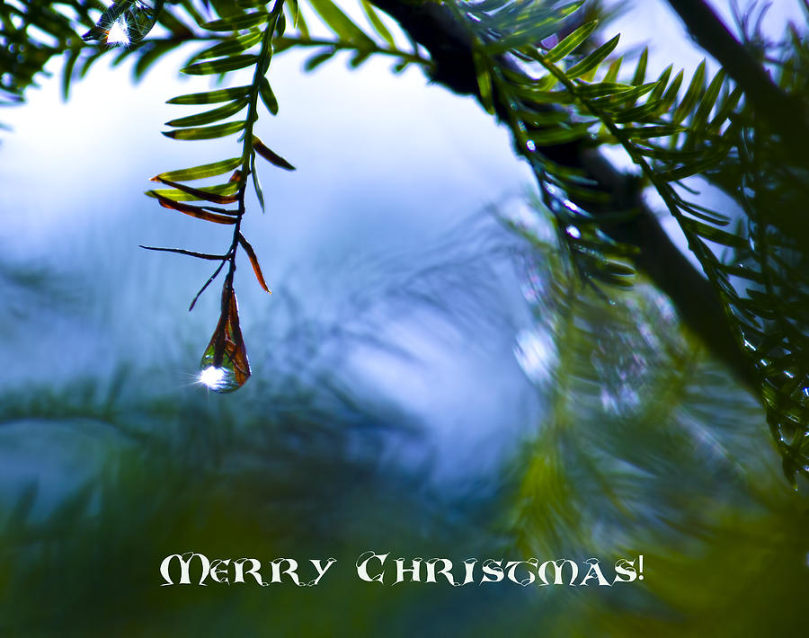 Christmas Branch Greeting card Photograph by Mark Andrew Thomas