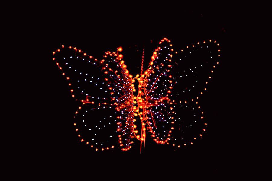 Christmas Butterfly Photograph by Elvis Vaughn