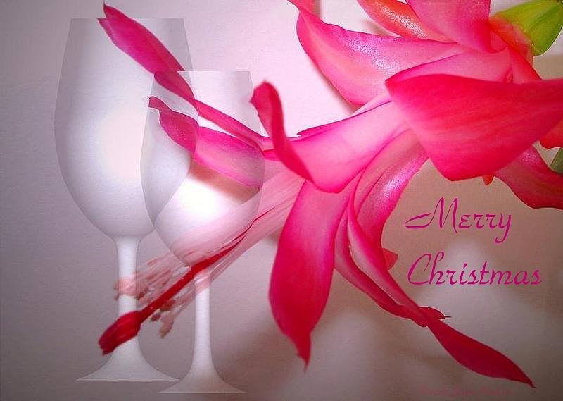 Christmas Cactus And Two Glasses - Merry Christmas Photograph by Joyce Dickens