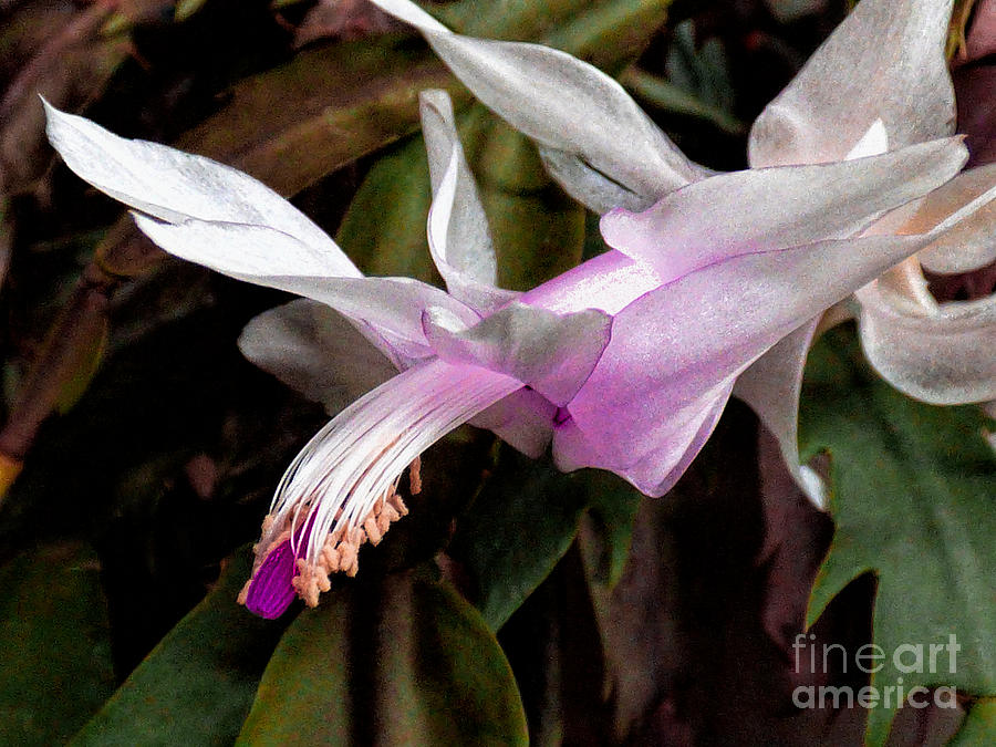 Christmas Cactus Bloom 3 Photograph by Dave Bosse