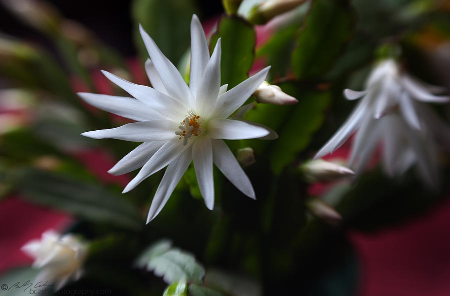Christmas Cactus Bloom Photograph by B Cash
