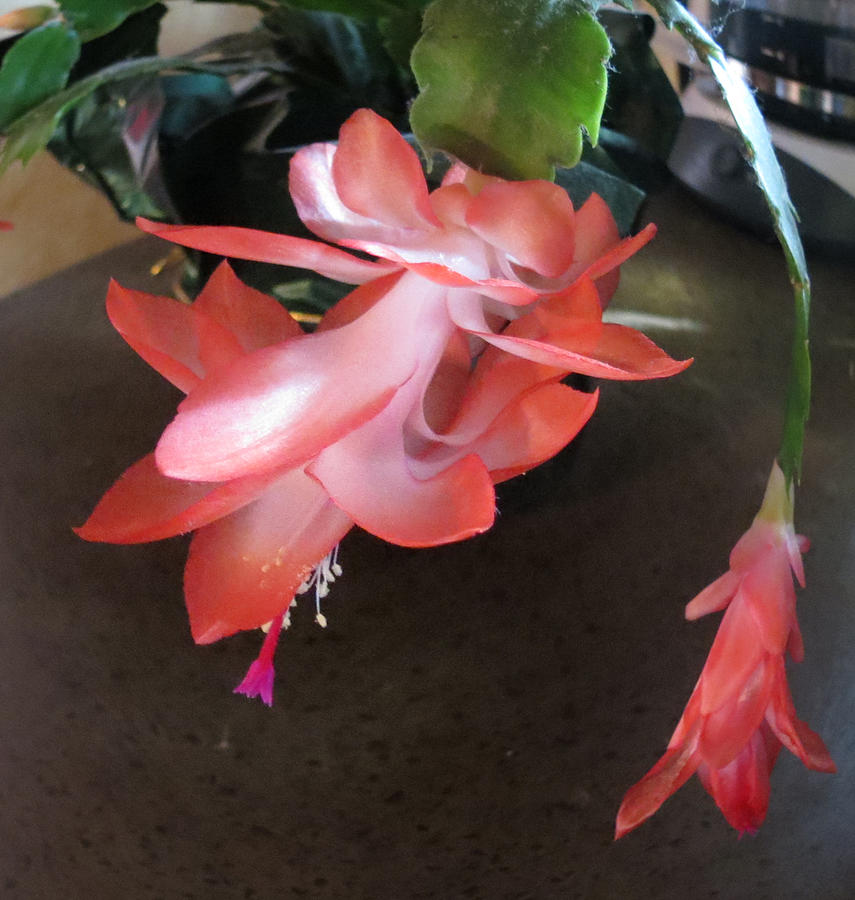 Christmas Cactus Bloom Photograph by Fortunate Findings Shirley Dickerson