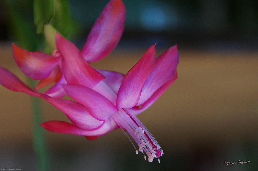 Christmas Cactus Bloom Photograph by Mick Anderson