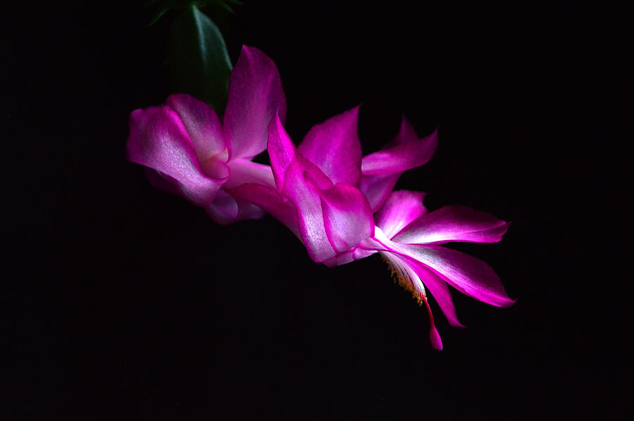 Christmas Cactus Blossom Photograph by Bill Swartwout