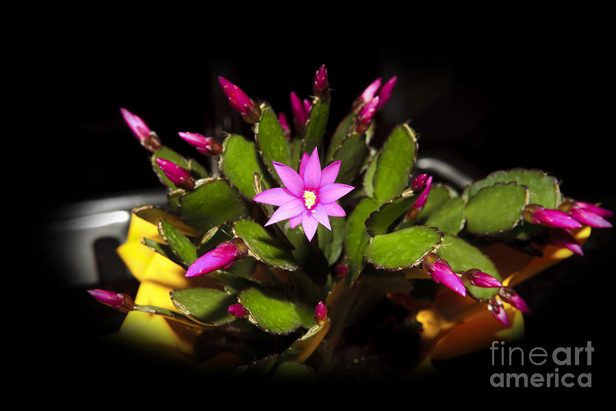 Christmas Cactus Photograph by Cecil Fuselier