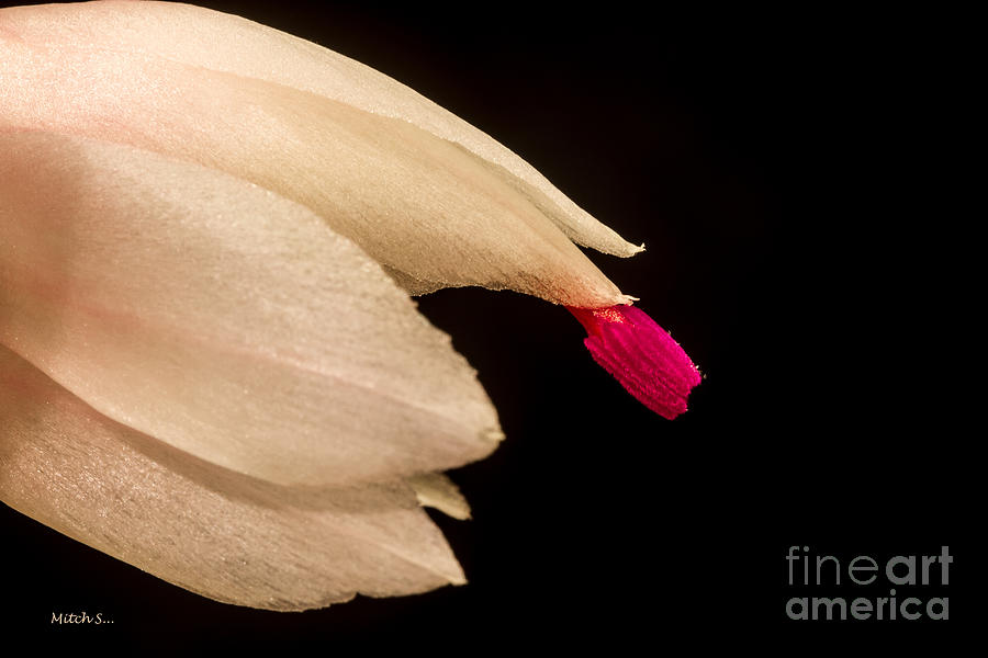 Christmas Cactus Flower Glass Art by Mitch Shindelbower
