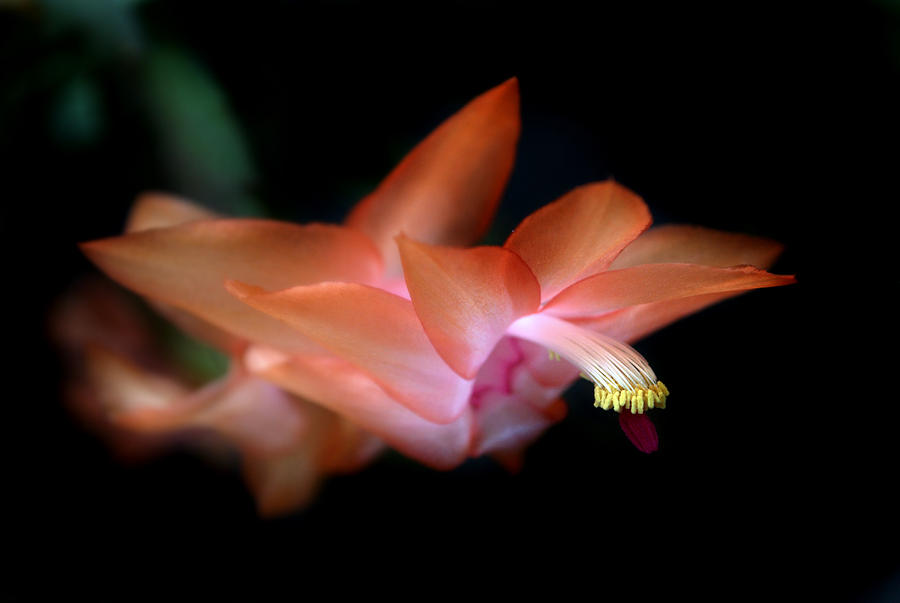 Christmas Cactus Flower Photograph by Nathan Abbott