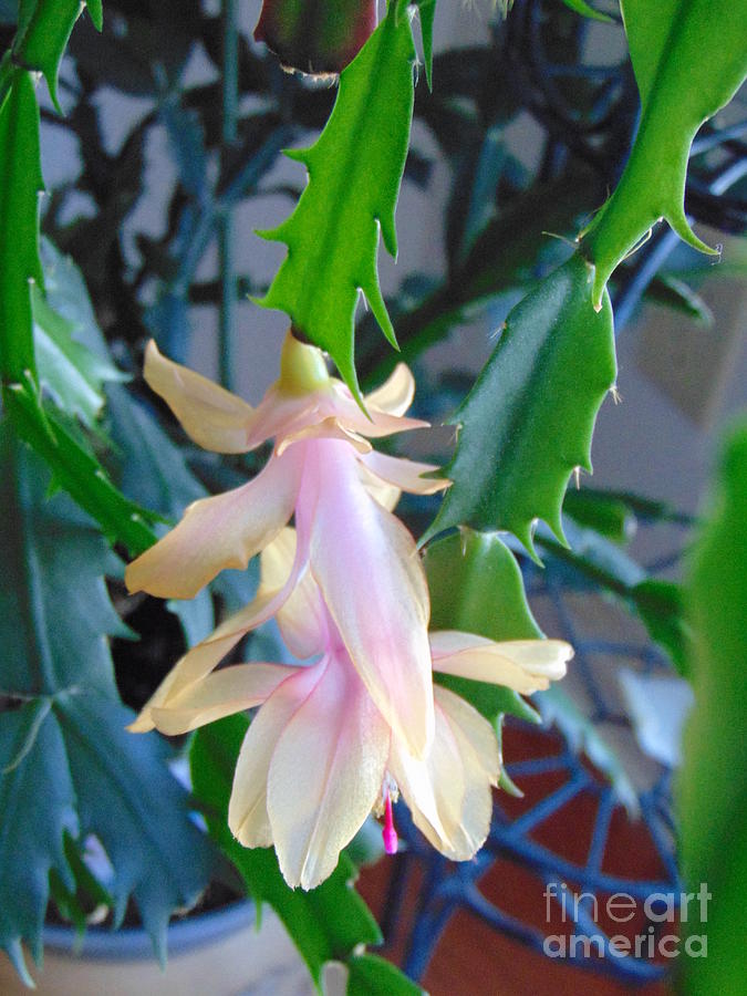 Flower Photograph - Christmas Cactus Flower Plant by Charlotte Gray