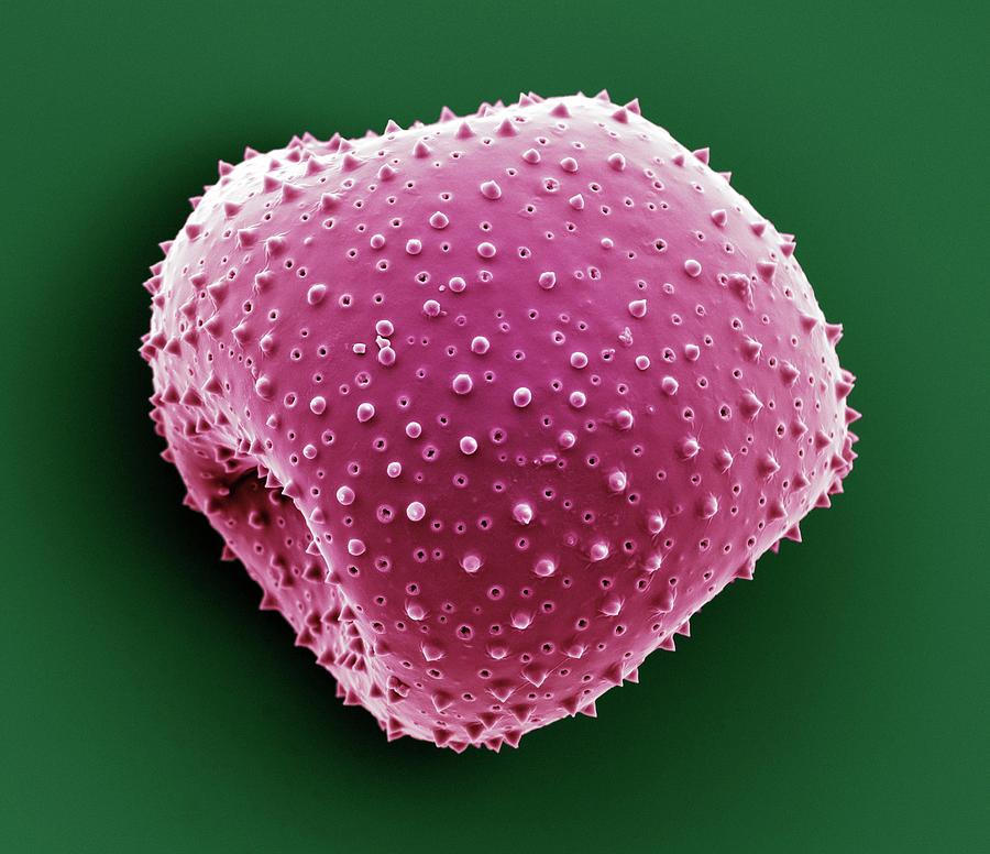 Christmas Cactus Flower Pollen Grain Photograph by Science Photo Library