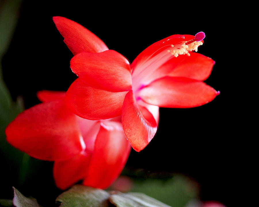 Nature Photograph - Christmas Cactus Flower by Rona Black