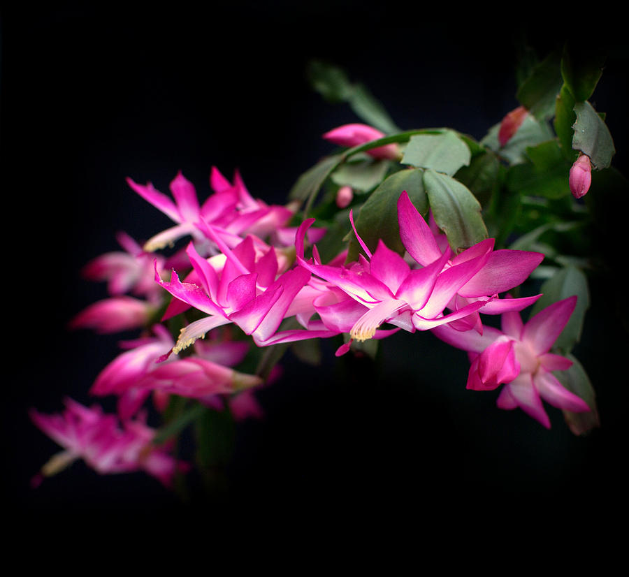 Christmas Cactus Flowers Photograph by Nathan Abbott