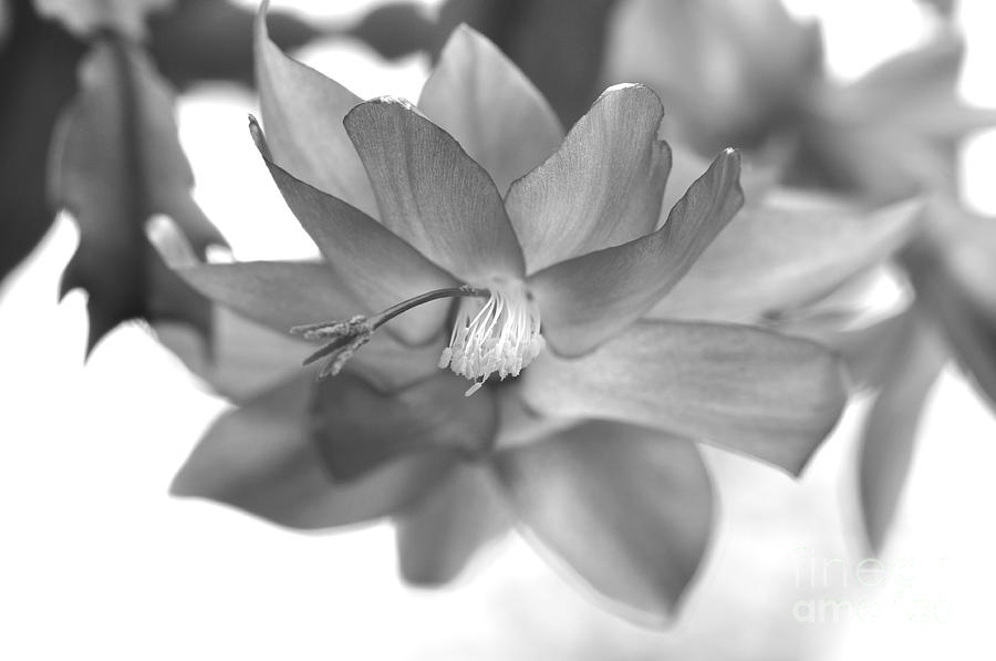 Christmas Cactus - Illuminated Bloom in Grayscale Photograph by Wayne Nielsen