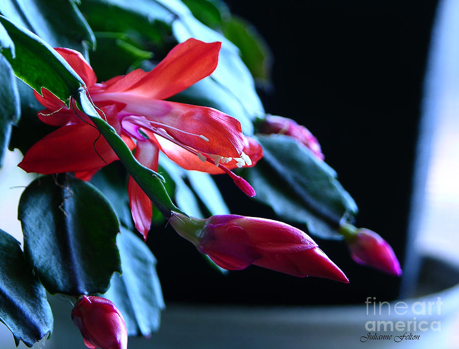 Christmas cactus in bloom Photograph by Julianne Felton