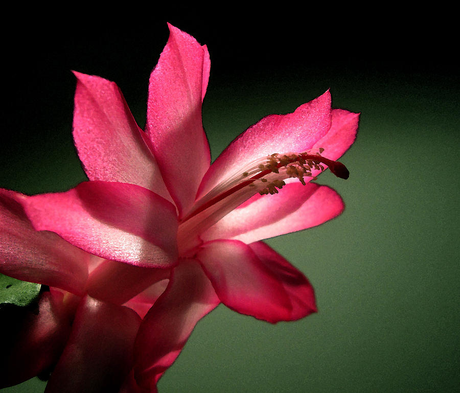 Christmas Cactus Photograph by Mary Bedy