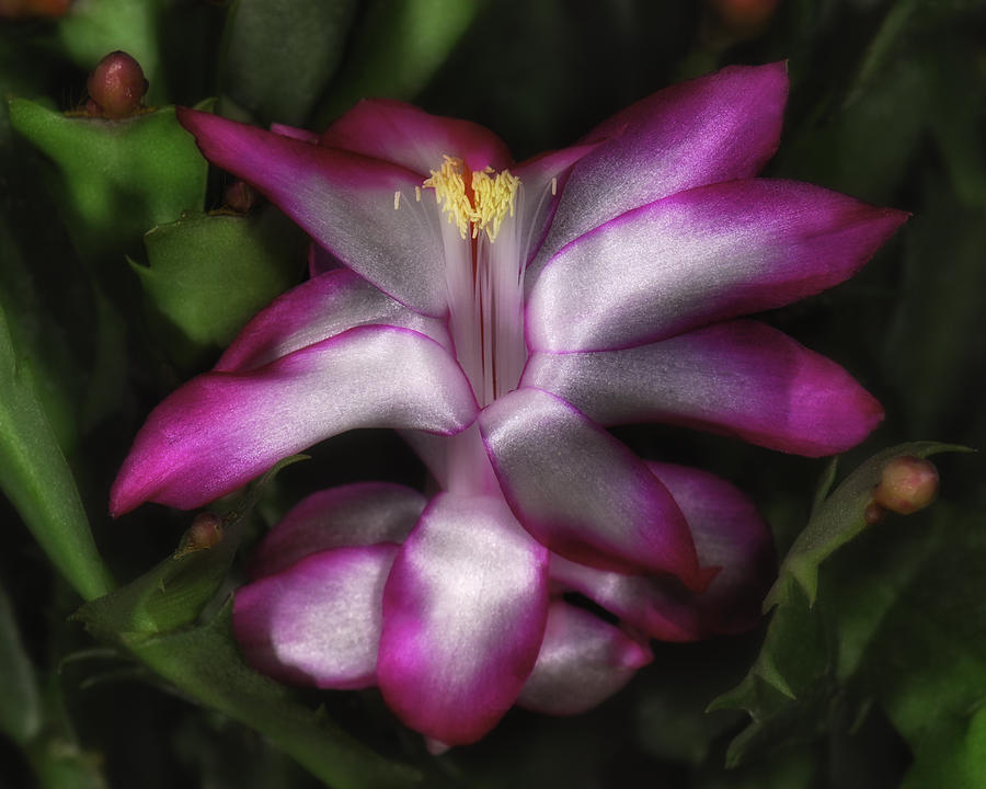 Christmas Cactus Photograph by Michael Newberry
